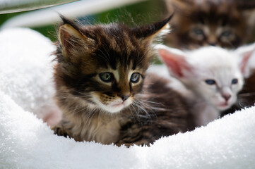 Maine Coon Kätzchen im Körbchen auf der Terrasse