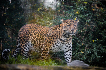 Javan leopard, a magnificent big cat native to the island of Java.