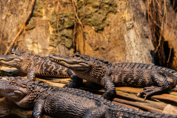 group of alligators resting together in the swamp outside of water