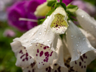 雨上がりのジキタリス