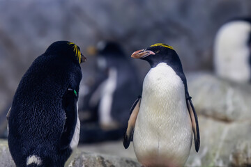 two penguins on the rocks at exhibit in aquarium or zoo closeup © Jon