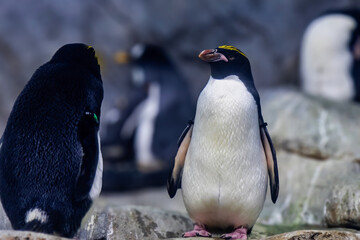 two penguins on the rocks at exhibit in aquarium or zoo closeup