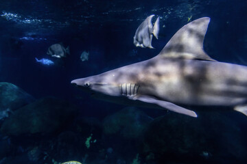 Naklejka premium large sand tiger shark swimming with other fish underwater. 