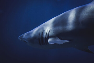 Fototapeta premium closeup of sand tiger shark swimming underwater away from camera