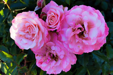 Quattro Rose Sabine illuminate dal sole Rosa Sabina Rosa lucieae Franch. & Rochebr. ex Crép.