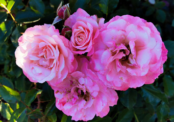Quattro Rose Sabine illuminate dal sole Rosa Sabina Rosa lucieae Franch. & Rochebr. ex Crép.