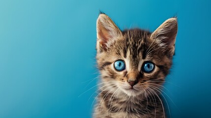 Portrait of a small black tan and white tabby kitten against a blue background, sky with clouds. Looking up to viewers right.