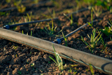 Plastic water pipes for watering the garden. Close up view