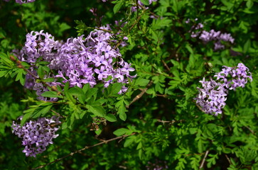 flowers in the garden