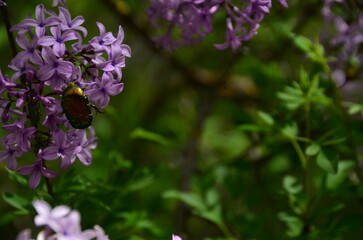 flowers in the garden