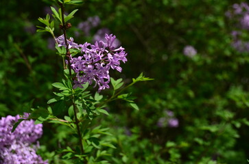 flowers in the garden