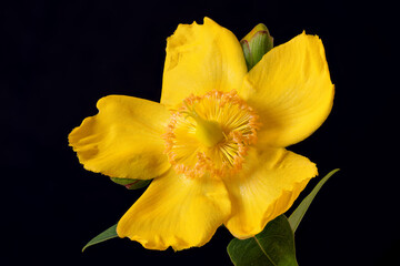 Focus stacked macro closeup image of a yellow St John’s Wort (Hypericum × hidcoteense 'Hidcote’) flower
