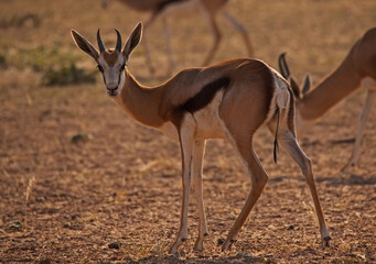 Immature Kalahari Springbok 4403.jpg