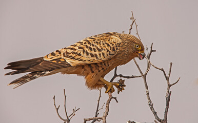 Greater Kestrel (Falco rupicoloides) with prey 4531