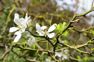 white spring flowers