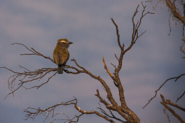 Purple Roller (Coracias naevius) 4397