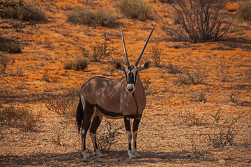Single Oryx in Kgalagadi Trans Frontier Park 4521