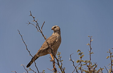 Southern Pale Chanting Goshawk Merielax canorus Juvinile 4512