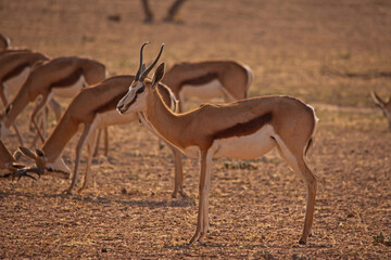 Springbok lookout alert while the herd graze  4401