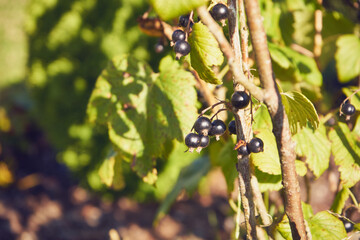 Porzeczka czarna, Ribes nigrum L. © Marcin Łazarczyk
