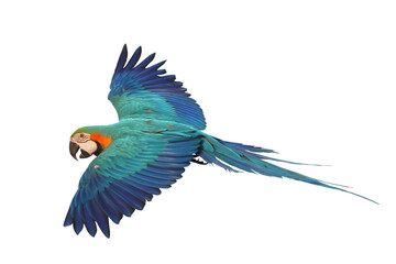 Colorful flying Blue and Gold Macaw parrot isolated on transparent background png file