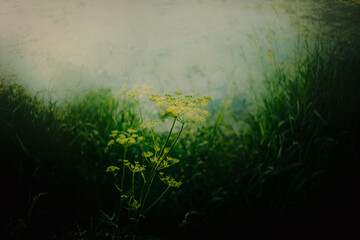 A beautiful wildflower blossoms among the tall, green grass on the riverbank on a sunny summer day....