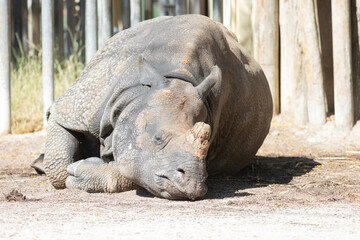 Fototapeta premium A rhino lays down on the ground