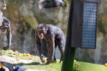 A monkey is walking on a grassy area with a pile of oranges