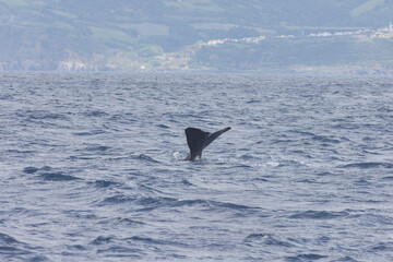 Fototapeta premium A whale is swimming in the ocean with its tail flapping