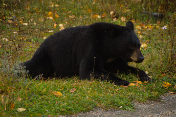 Fototapeta premium Brown bear eating in the grass