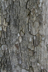 Closeup texture of natural tree bark background. Rough surface of cracked trunk. 