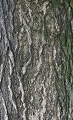 Closeup texture of natural tree bark background. Rough surface of trunk. Green moss and lichen on natural wood.
