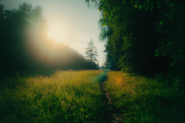 A happy summer landscape. A meadow path leads through the forest and is illuminated by the bright rays of the warm sun.