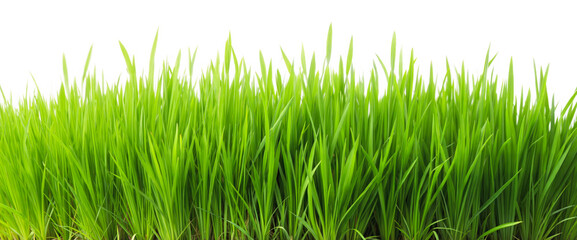 Fototapeta premium Lush green grass landscape