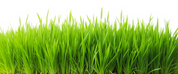 Lush green grass landscape
