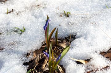 A purple flower blooms despite the snow covering the ground