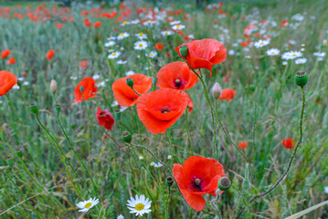 Poppy red flowers in the summer meadow close up.