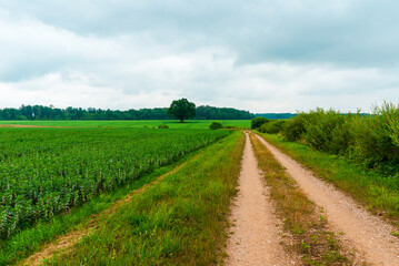 Country road near green agricultural fields with forests, summer time.
