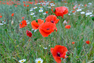 Poppy red flowers in the summer meadow close up.