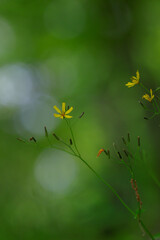 森の中に咲く花