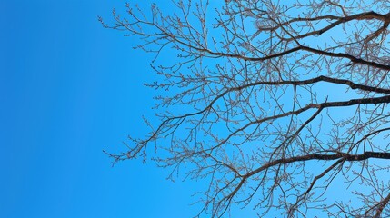 Bare tree branches outlined against a bright blue sky