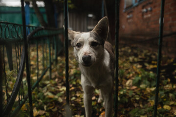 A large white tailless dog looks straight.