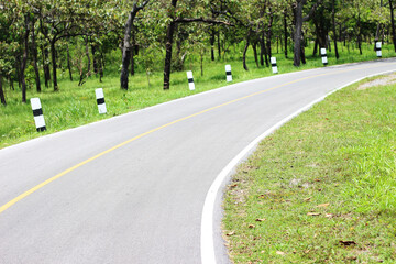 Curvy road in the forest