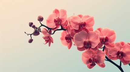 Rare orchids bloom vibrantly against a clean, minimal background, showcasing their tropical allure.