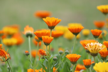 Calendula officinalis. Bright orange and yellow calendula flowers, pot marigold, ruddles.