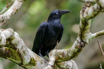 Torresian crow ( Corvus orru)