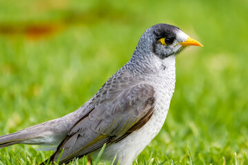 Noisy miner 