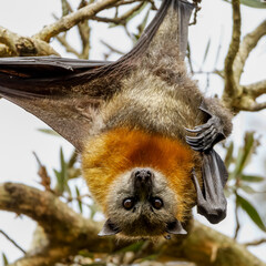 Obraz premium Gray-headed flying-fox (Pteropus poliocephalus)