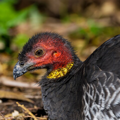 Portrait of an Australian Brushturkey 