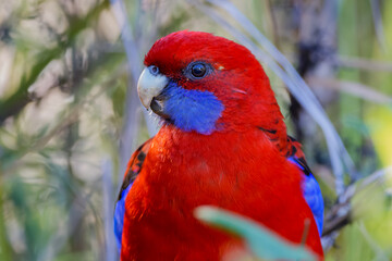 Portrait of a crimson rosella